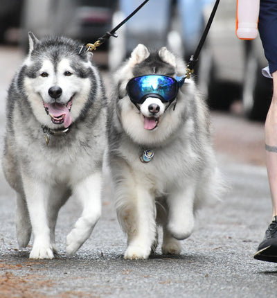 Malamute Dog Helps Husky Best Friend Adjust to Vision Loss