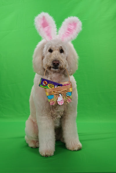 Ohio Therapy Dog Annie Rose Wins 2022 Cadbury Bunny Tryouts and Gets Her Own Candy Commercial