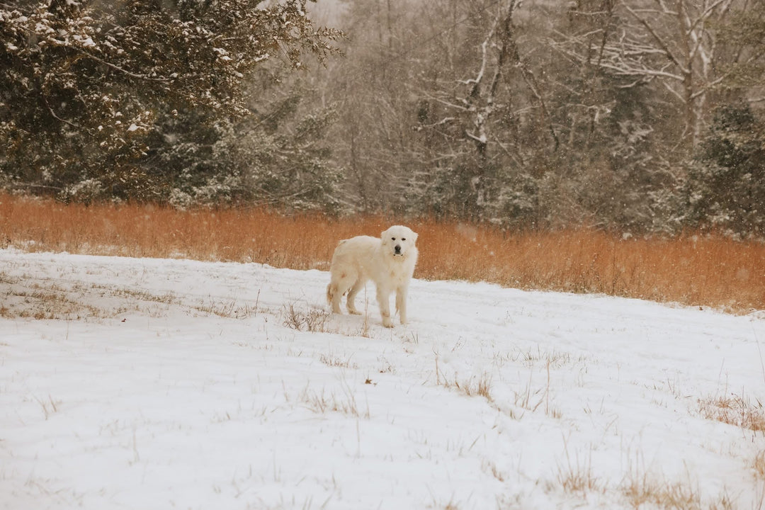 Keeping Dogs Moving Safely During Icy Months