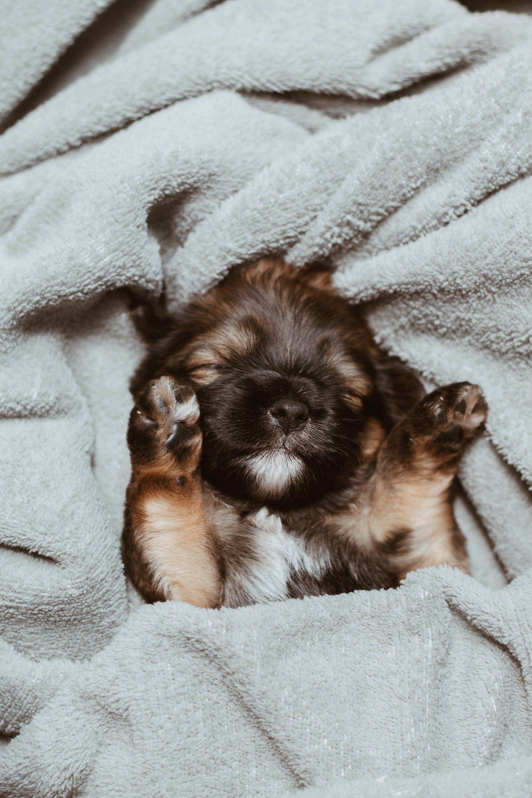 Eight Essentials To Buy For Your New Puppy