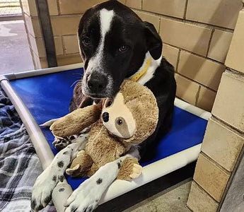 Adorable Dog Finds Her Forever Family After Rough Beginning