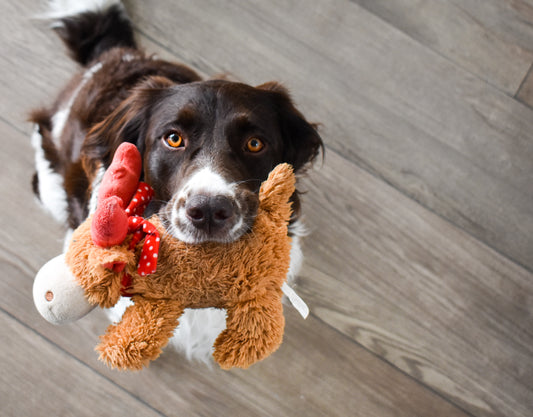 The Best Toys to Keep Your Dog Entertained