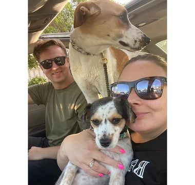 U.S. Navy Sailors are Reunited with Rescued Dogs