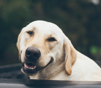 Massage Techniques for Senior Dogs