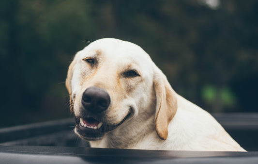 Massage Techniques for Senior Dogs