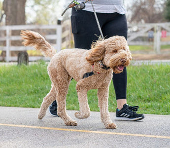 Person walking their dog