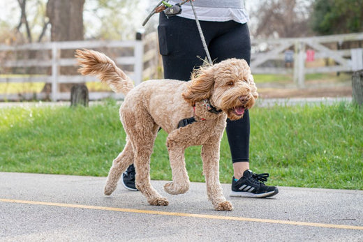 Person walking their dog