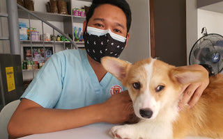 What Should I Look For In My Dog's Vet?