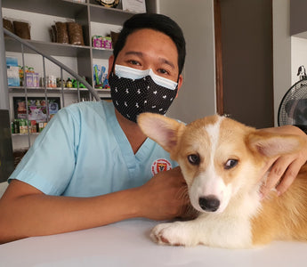 What Should I Look For In My Dog's Vet?