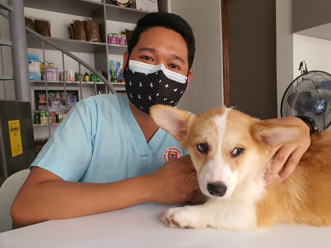 What Should I Look For In My Dog's Vet?