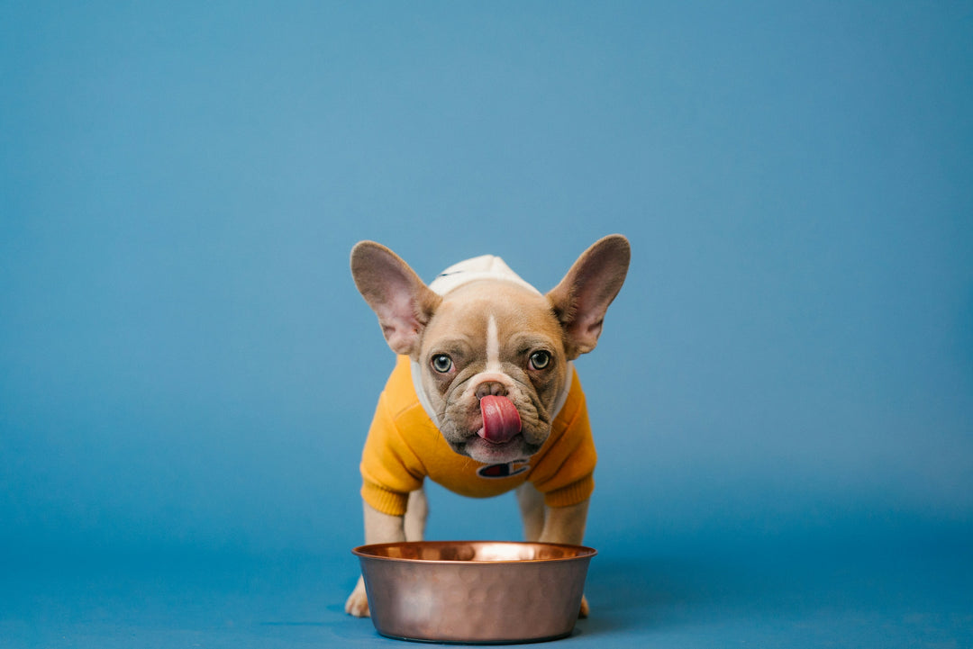 The Importance of Water in Your Dog's Diet