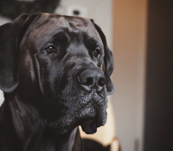 Common Allergies in Dogs: Causes, Symptoms, and Management