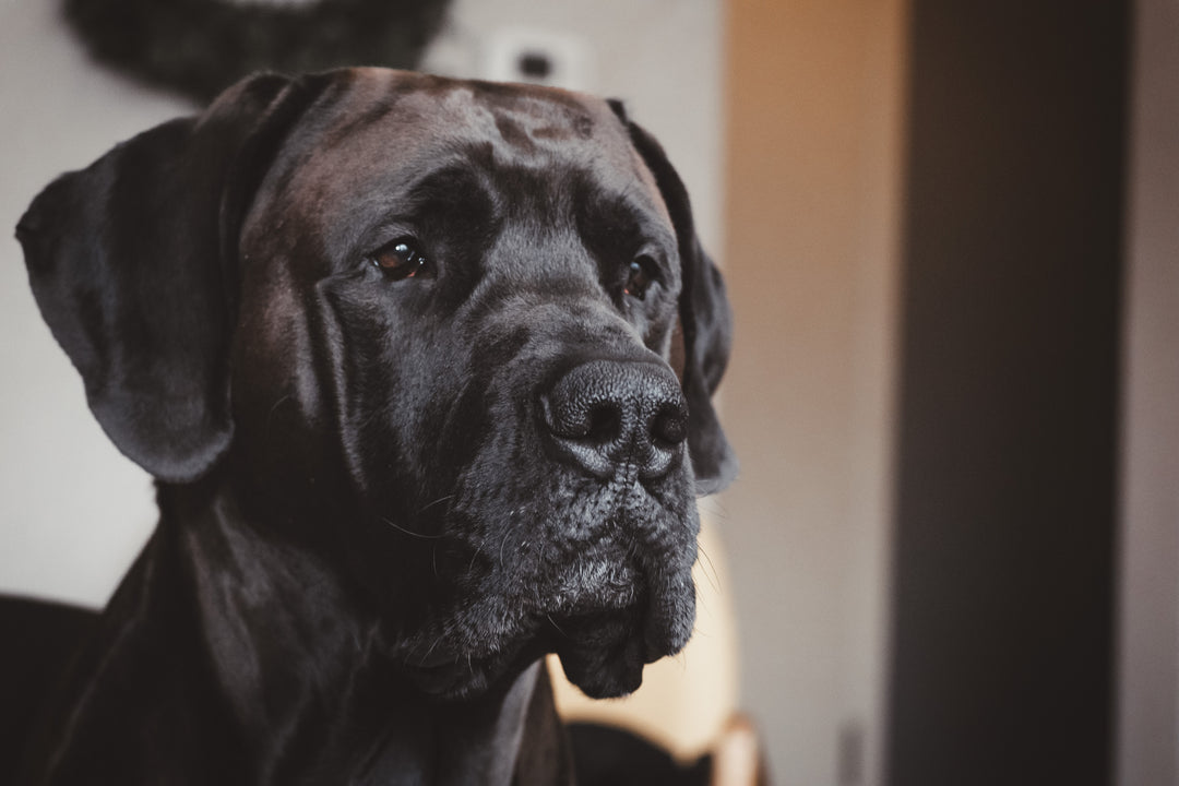 Common Allergies in Dogs: Causes, Symptoms, and Management