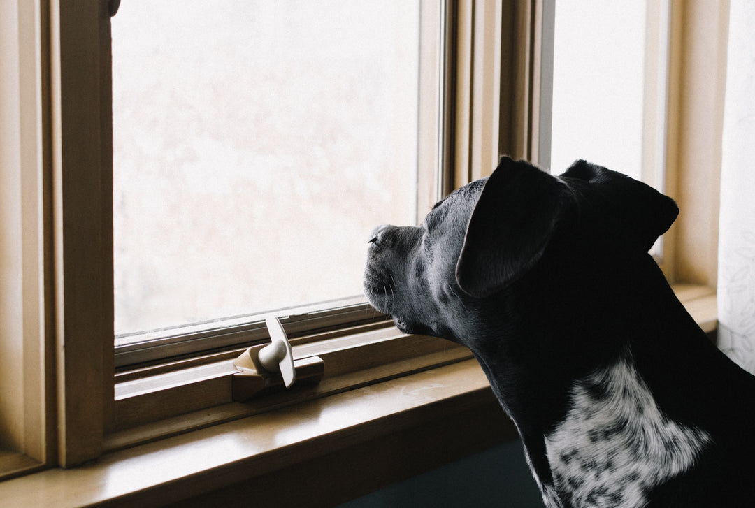 Enrichment Toys to Keep Your Dog Entertained During Winter Months
