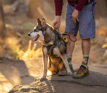 The Top 10 Dog-Friendly Hiking Trails in the USA