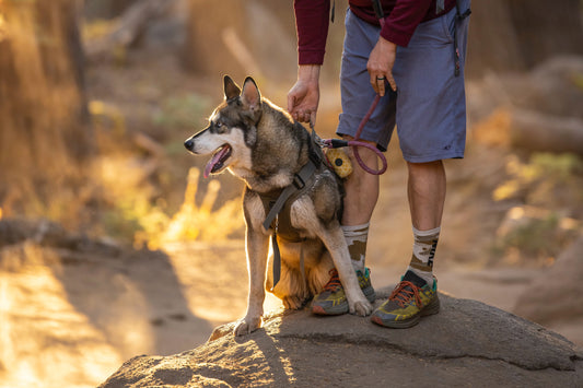 The Top 10 Dog-Friendly Hiking Trails in the USA