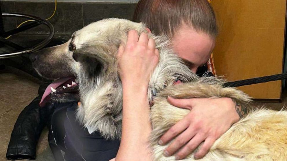 German Shepherd Reunited with Family