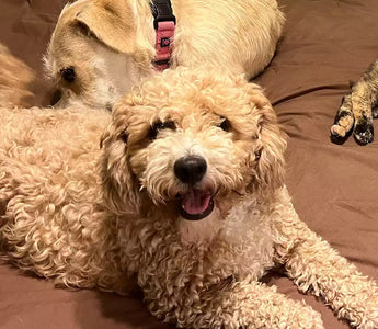 Puppy Mill Survivor Gets New Lease on Life After Rescue