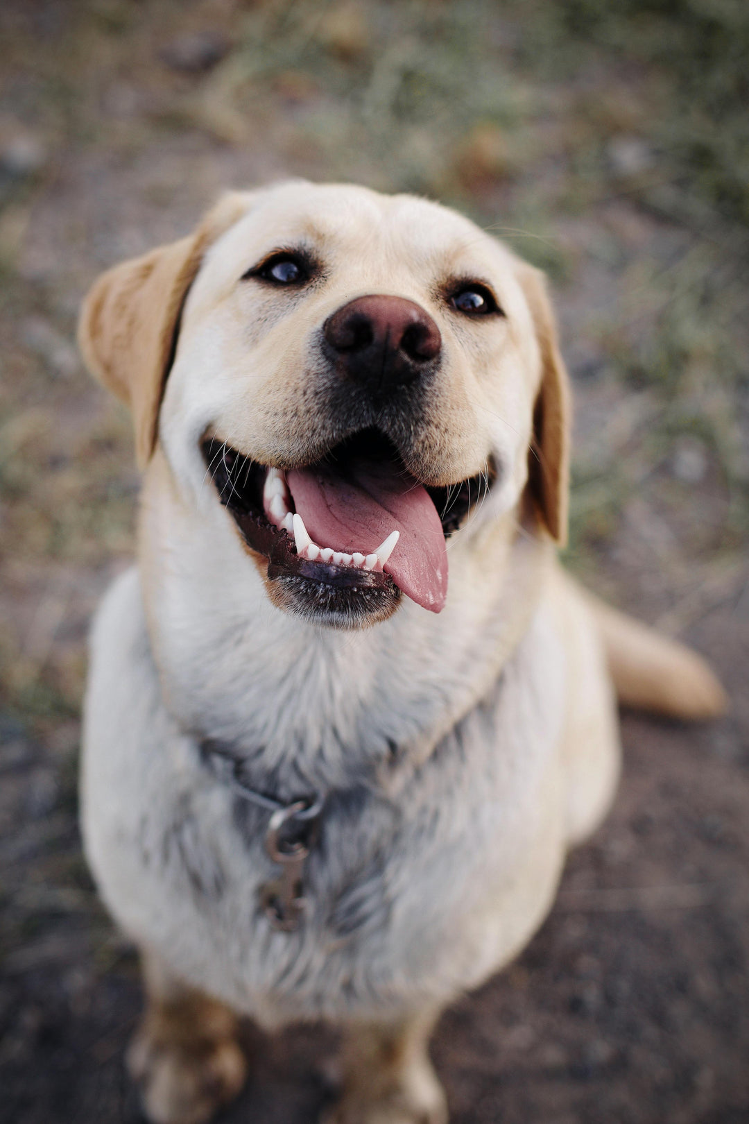 What Makes Your Dog's Breed Special?