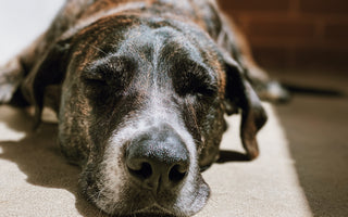 Signs and Treatments of Physical and Mental Aging