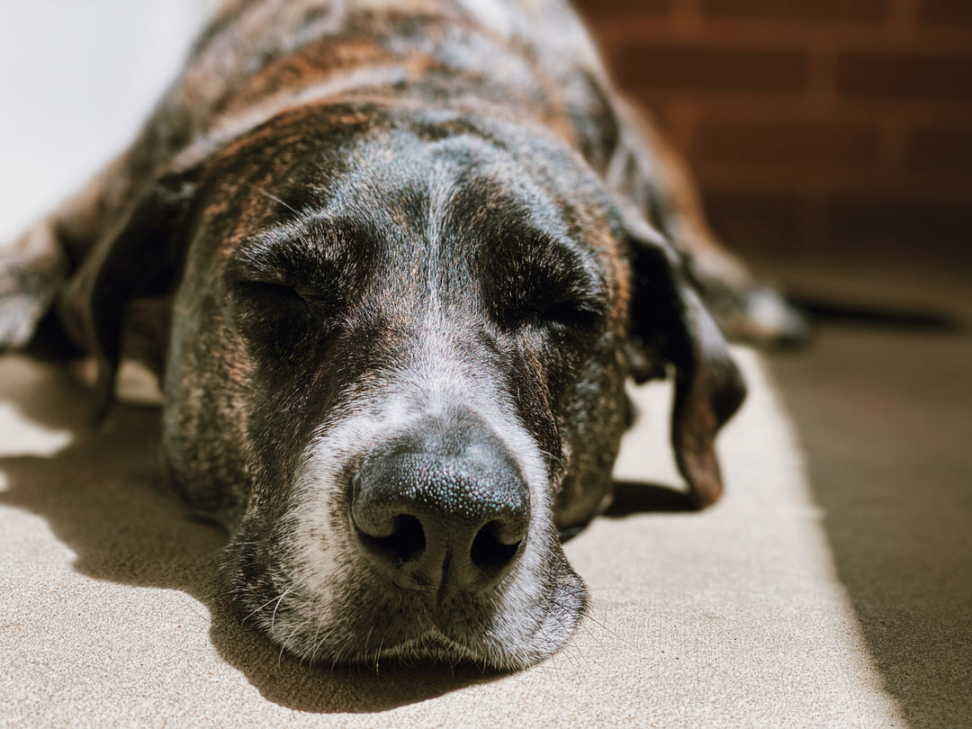 Improving Senior Dog Mobility: Exercise and Joint Health