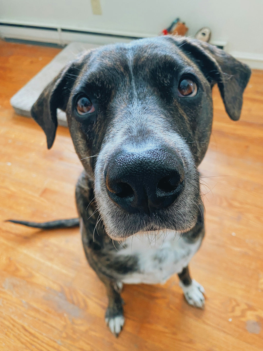 Spring Cleaning Tips for Dog Owners