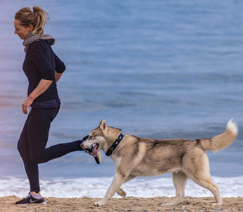 5 Tips To Provide Your Dog With The Best Care