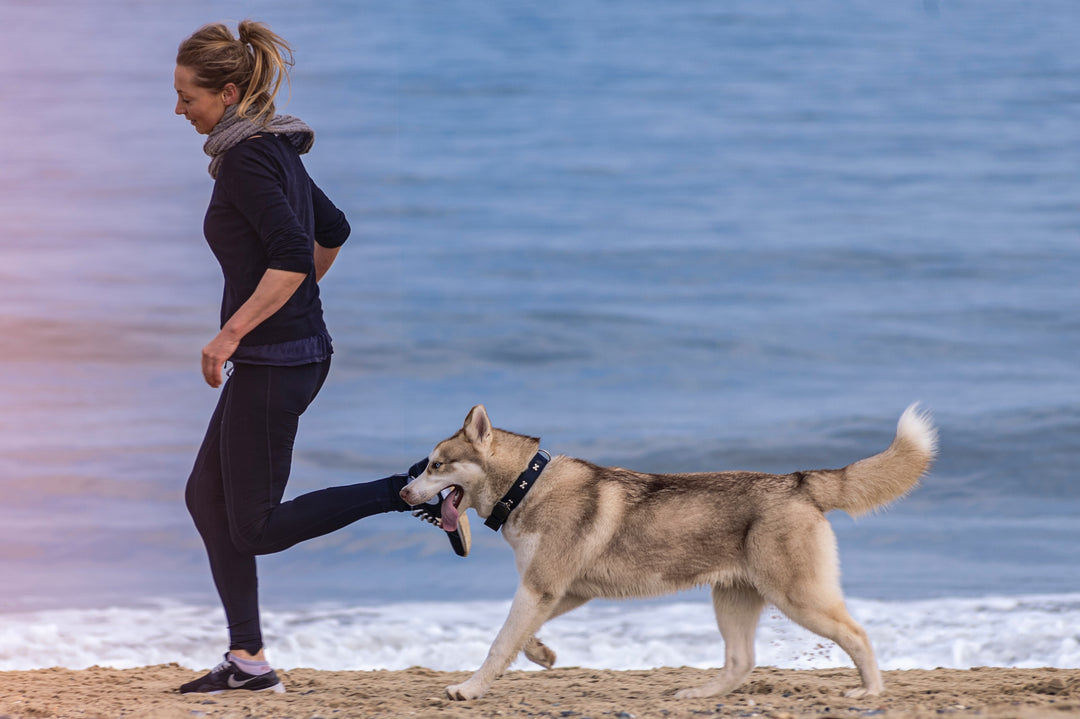 5 Tips To Provide Your Dog With The Best Care