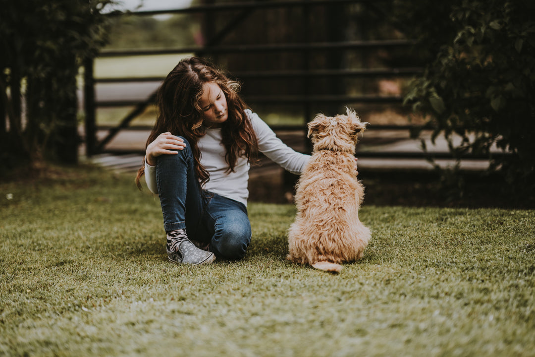Will Massage Help my Dog's Arthritis?