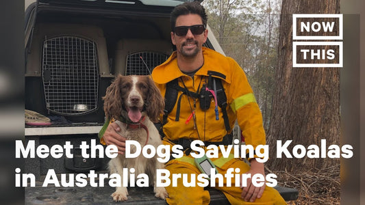 Meet the Dog Saving Koalas in Australia Brushfires