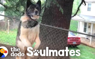 Woman Never Stops Trying To Rescue Sweet Dog Chained To A Tree
