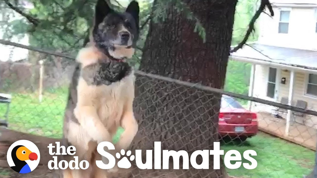 Woman Never Stops Trying To Rescue Sweet Dog Chained To A Tree