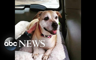 Shelter dog finally gets adopted after 7-year wait!