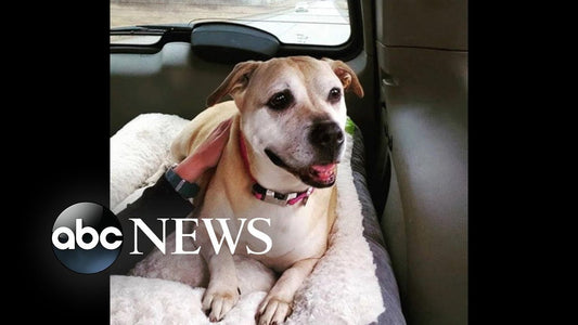 Shelter dog finally gets adopted after 7-year wait!