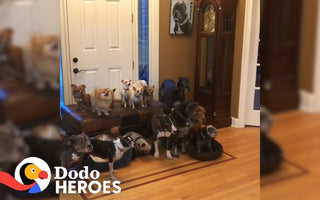 Couple Keeps Rescuing Senior Dogs Everyone Else Gave Up On
