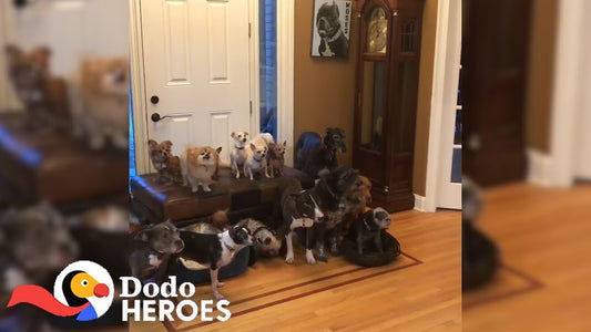 Couple Keeps Rescuing Senior Dogs Everyone Else Gave Up On