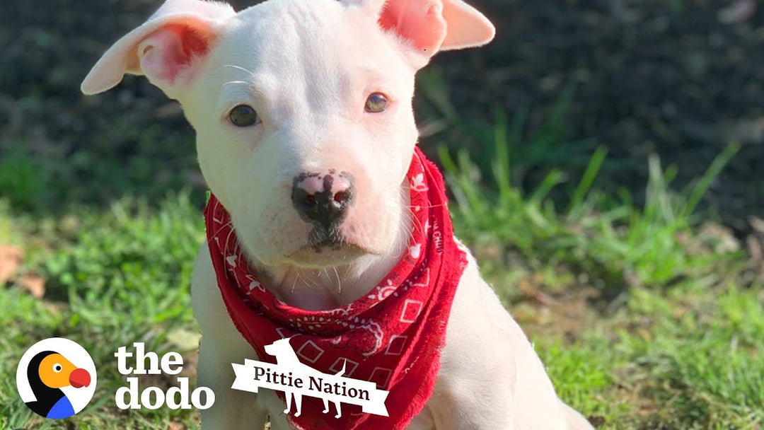 Little Pittie Puppy Is Determined To Run On His Own