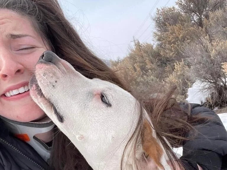Community Comes Together to Help Lost Dog Get Home Safe