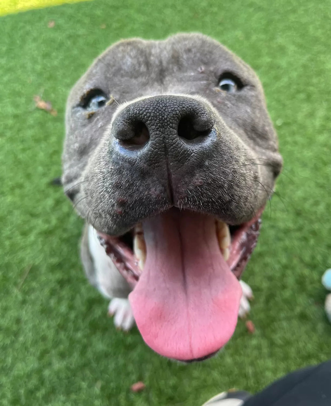 Shelter Writes Open Letter to Reunite Owner and Dog