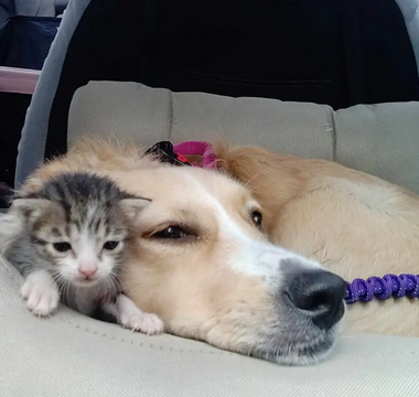 Rescued Pup Turns Into Kitten’s Hero Mom