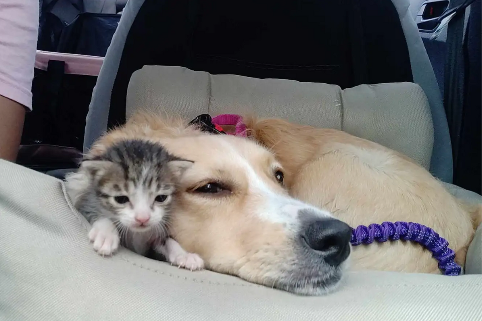 Rescued Pup Turns Into Kitten’s Hero Mom