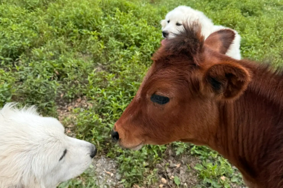 Cow Won't Go Anywhere Without His Dog 'Bodyguards'