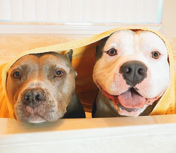 Rescue Pitties Are Obsessed With Their Veteran Dad