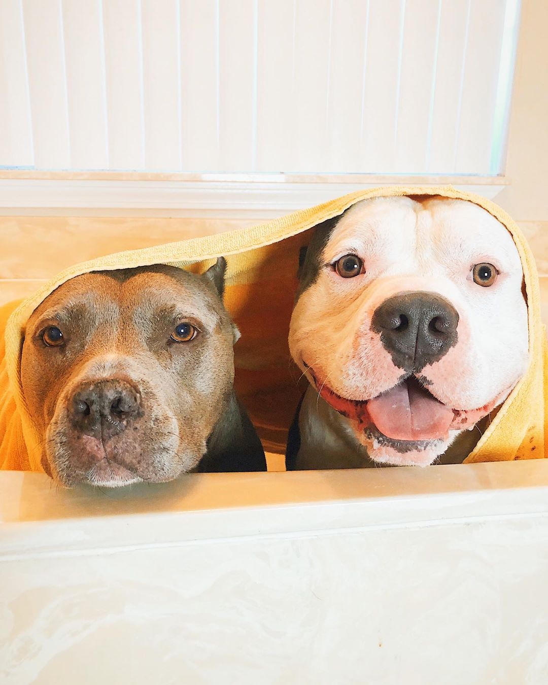 Rescue Pitties Are Obsessed With Their Veteran Dad