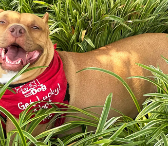 Rescue Dog Finds Forever Home After 1,263 Days