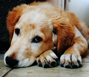 What Does Arthritis Look Like in Dogs?