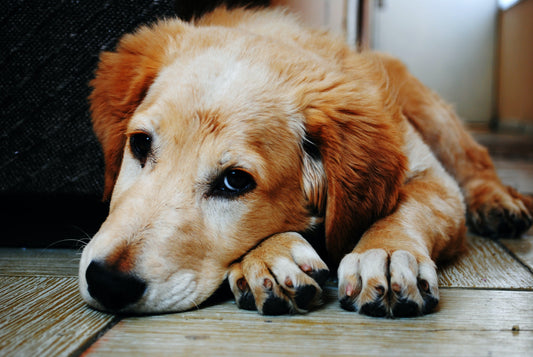 What Does Arthritis Look Like in Dogs?