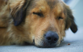Is CBD Oil Good for Dogs in Pain?