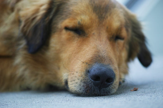 Is CBD Oil Good for Dogs in Pain?