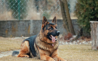 3 Crucial Reasons to Trim Your Dog's Nails: How to Keep Them Healthy and Happy